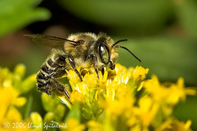 Small Leaf-cutter Bee (male)
