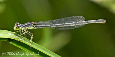 Eastern Forktail  (female)