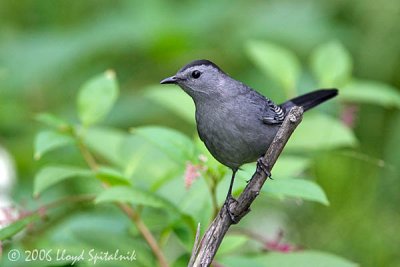 Gray Catbird