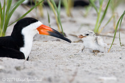 Black Skimmer