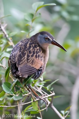 Virginia Rail