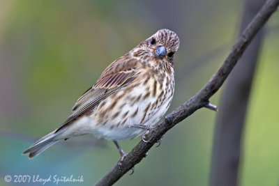 Purple Finch