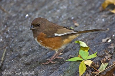 Eastern Towhee (female)