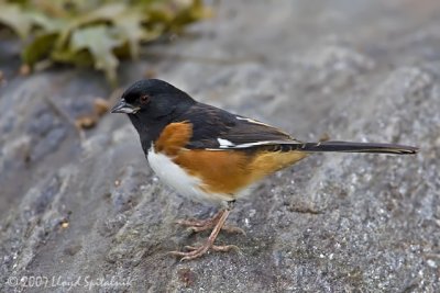 Eastern Towhee