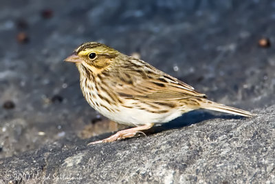 Savannah Sparrow