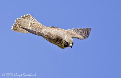 Peregrine Falcon