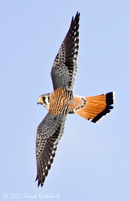 American Kestrel