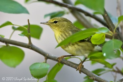 Blackpoll Warbler