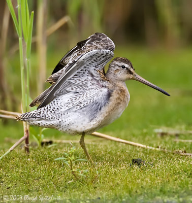 Short-billed Dowitcher