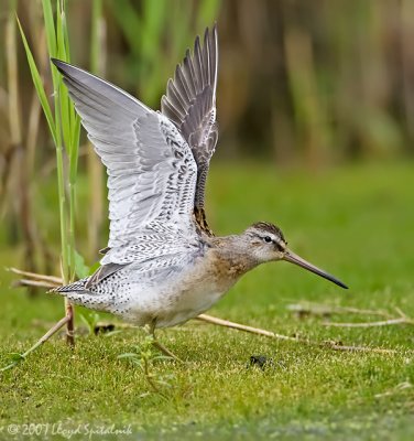 Short-billed Dowitcher