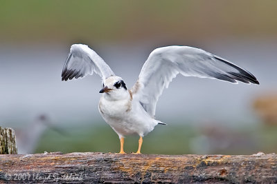 Forster's Tern