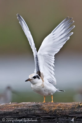 Forster's Tern