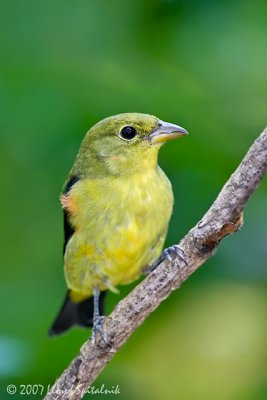 Scarlet Tanager (male)