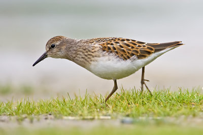 Least Sandpiper (juvenile)
