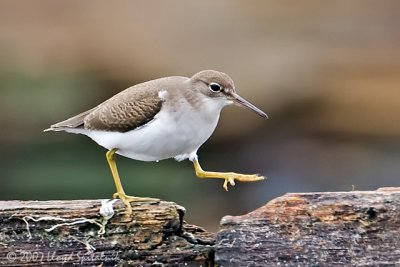 Spotted Sandpiper