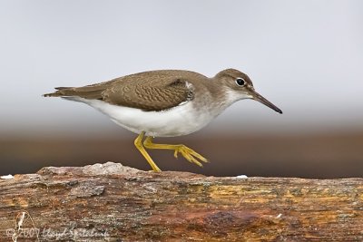 Spotted Sandpiper