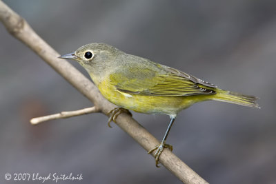 Nashville Warbler