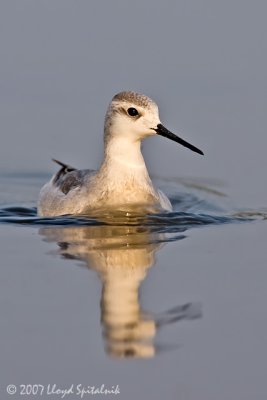 Wilson's Phalarope