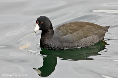 American Coot