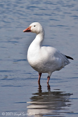 Snow Goose