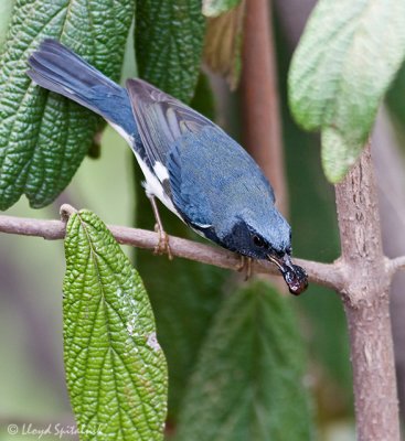 Black-throated Blue Warbler