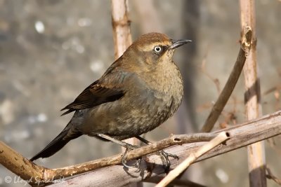 Rusty Blackbird