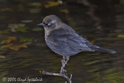 Rusty Blackbird