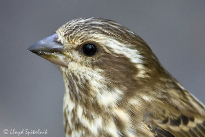 Purple Finch