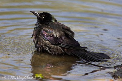 Common Grackle