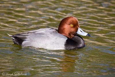 Redhead