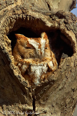 Eastern Screech-Owl