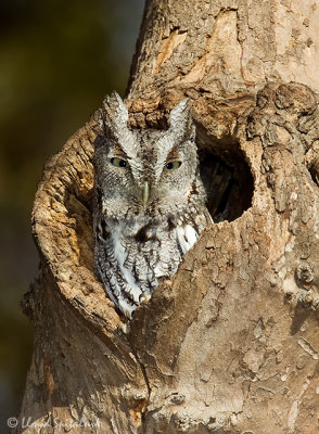 Eastern Screech-Owl