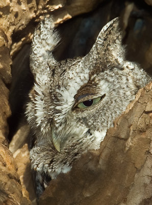 Eastern Screech-Owl