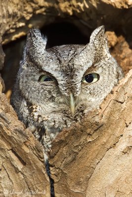 Eastern Screech-Owl