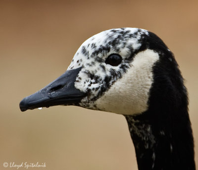 Canada Goose (partially albinistic)