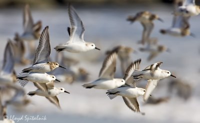 Sanderling & Dunlin