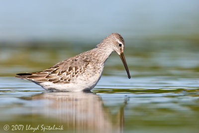 Stilt Sandpiper