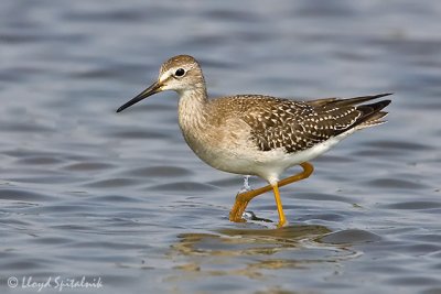 Lesser Yellowlegs