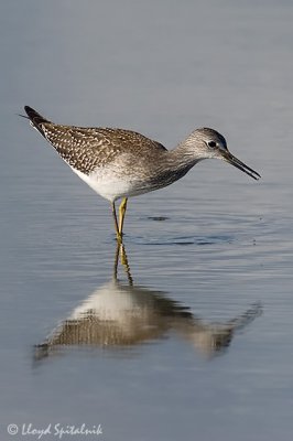 Lesser Yellowlegs