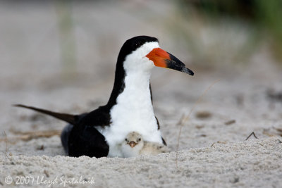 Black Skimmer