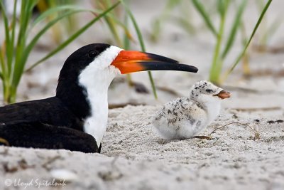 Black Skimmer