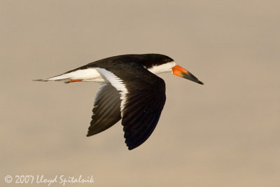 Black Skimmer