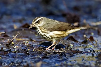 Louisiana Waterthrush