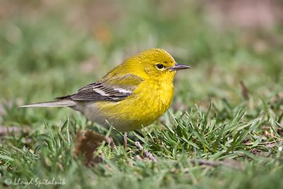 Pine Warbler