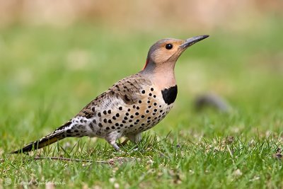 Northern Flicker (female)