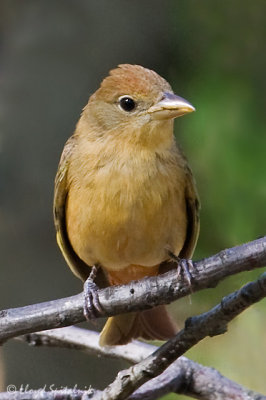 Summer Tanager (female)