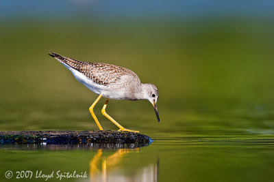 Lesser Yellowlegs (juvenile)