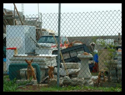 guard dogs