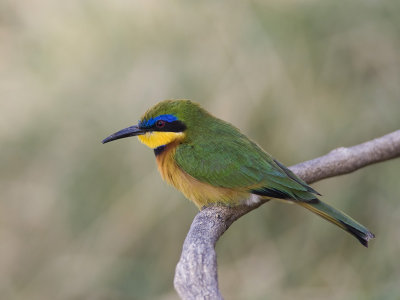 little bee-eater  dwergbijeneter  Merops pusillus
