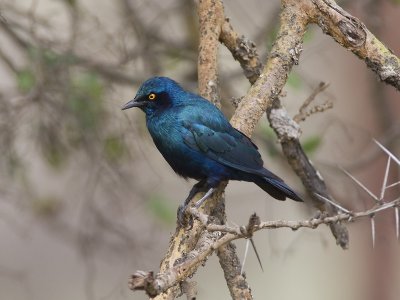 greater blue-eared starling  groenstaartglansspreeuw  Lamprotornis chalybaeus